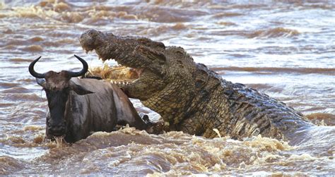 nile crocodile predators